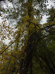 Overgrown Branch with Changing Leaves in the Forest