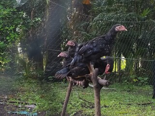 chicken