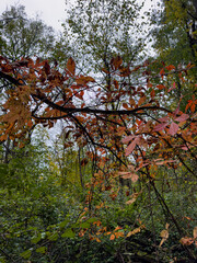 Red Leaves on Branch in Autumn Forest