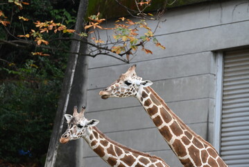 動物園のアミメキリン