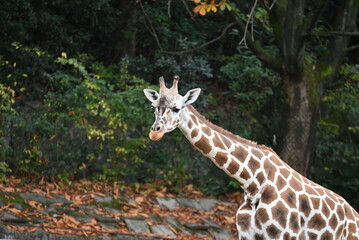 動物園のアミメキリン