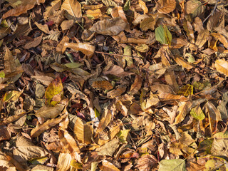 冬の山道の落ち葉01