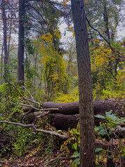 Fallen Tree in Forest with Autumn Foliage