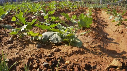 Cultivation of Eggplant, aubergine, brinjal or baigan from in home garden in organic manner