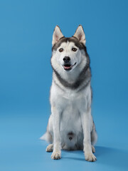 A Siberian Husky dog stands proudly against a bright blue backdrop, its friendly yet intense gaze capturing the essence of this resilient breed.