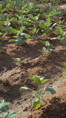 Cultivation of Eggplant, aubergine, brinjal or baigan from in home garden in organic manner
