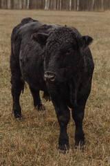 Rural pasture surrounded by a grim and atmospheric farm landscape. Animal husbandry concept.