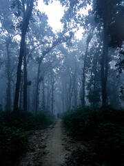 Fototapeta premium The Lone Figure on the Misty Forest Path
