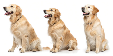 Golden Retrievers Various Views - Front, Side, Full Body  