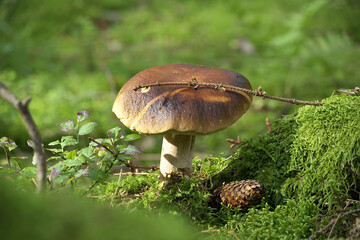 Boletus mushroom growing in a verdant forest setting, surrounded by vibrant green moss