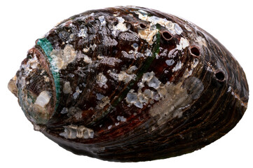 Raw Fresh Abalones with Shells isolated on white background, Fresh Awabi Abalones white background...