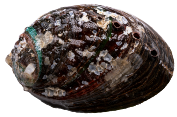 Raw Fresh Abalones with Shells isolated on white background, Fresh Awabi Abalones white background PNG File.