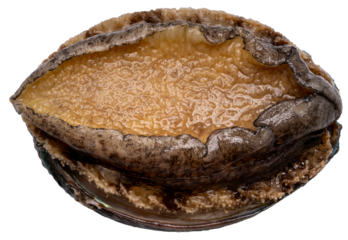 Raw Fresh Abalones with Shells isolated on white background, Fresh Awabi Abalones white background PNG File.