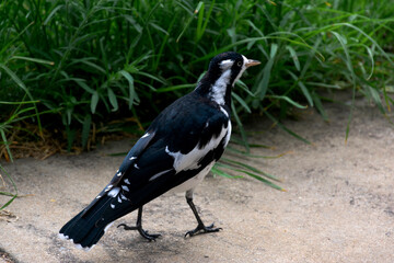Beautiful black and white bird, considered an intelligent creature, a symbol of Australia.