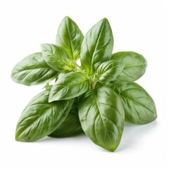  Fresh basil leaves isolated on a white background, ideal for food, cooking, and healthy lifestyle themes.