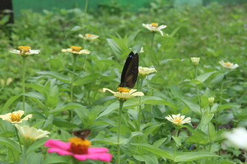 Black Butterfly on a White Zinnia Flower in a Garden