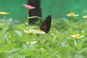 Black Butterfly on a White Zinnia Flower in a Garden
