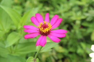 Obraz premium Close-up of a vibrant pink zinnia flower.