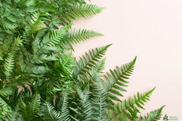 Naklejka premium Vibrant green ferns close-up pastel pink background nature photography detail focus serene viewpoint botanical concept