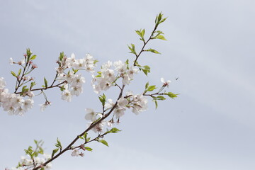 Branches of sakura flowers, cherry blossom