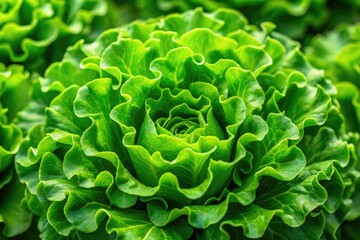 Fototapeta premium A vibrant, high-resolution image showcases a crisp green lettuce head, boasting exceptional depth of field and fresh produce detail.