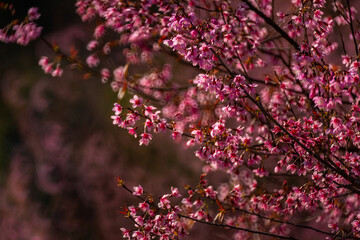Pink Himalayan cherry blossoms bloom only in winter.