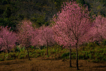 Pink Himalayan cherry blossoms bloom only in winter.