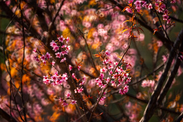 Pink Himalayan cherry blossoms bloom only in winter.