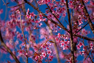 Pink Himalayan cherry blossoms bloom only in winter.