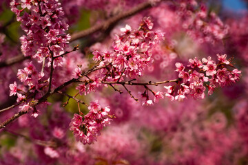 Pink Himalayan cherry blossoms bloom only in winter.