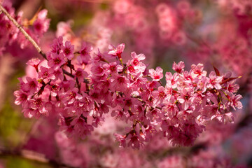 Pink Himalayan cherry blossoms bloom only in winter.