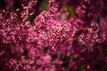 Pink Himalayan cherry blossoms bloom only in winter.