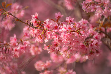 Pink Himalayan cherry blossoms bloom only in winter.