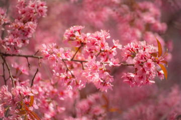 Pink Himalayan cherry blossoms bloom only in winter.