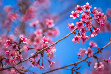 Pink Himalayan cherry blossoms bloom only in winter.