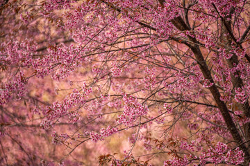 Pink Himalayan cherry blossoms bloom only in winter.