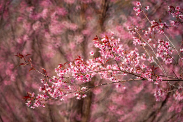 Pink Himalayan cherry blossoms bloom only in winter.