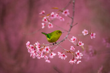 Pink Himalayan cherry blossoms bloom only in winter.