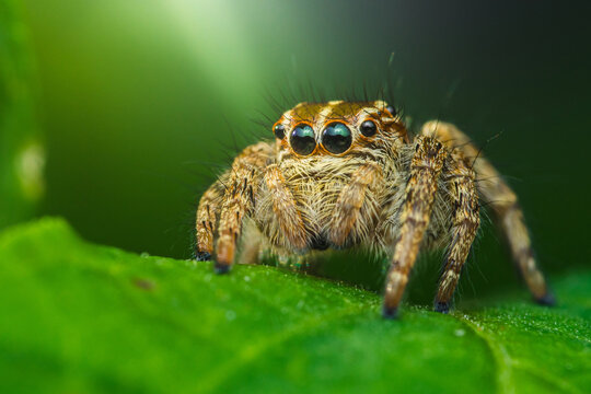 Jumping spider standing on green leaf: close-up view of hyllus semicupreus