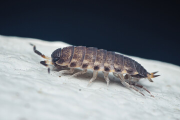 Common rough woodlouse crawling on white surface exploring environment