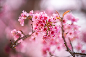 Pink Himalayan cherry blossoms bloom only in winter.