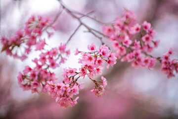 Pink Himalayan cherry blossoms bloom only in winter.