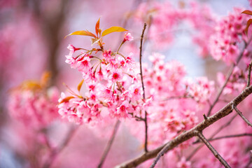 Pink Himalayan cherry blossoms bloom only in winter.