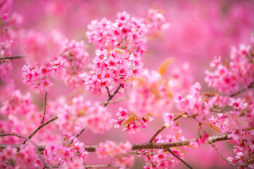 Pink Himalayan cherry blossoms bloom only in winter.