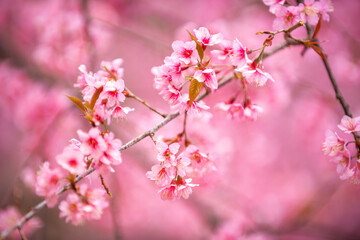 Pink Himalayan cherry blossoms bloom only in winter.