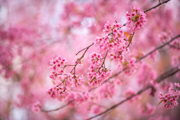 Pink Himalayan cherry blossoms bloom only in winter.