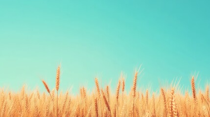 Golden Wheat Field Under Clear Blue Sky with Sunlight Shining on Cereal Crop, Scenic View of Agricultural Land in Summer Season