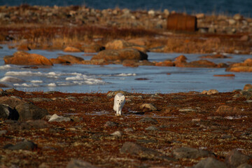 Arctic fox walking and staring on a colourful red tundra during moult season from grey summer fur to winter white coat