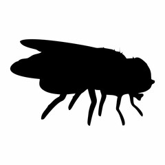 BLACK SILHOUETTE OF A BLACK HOUSEFLY