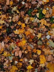 Autumn Leaves Background with Natural Textures